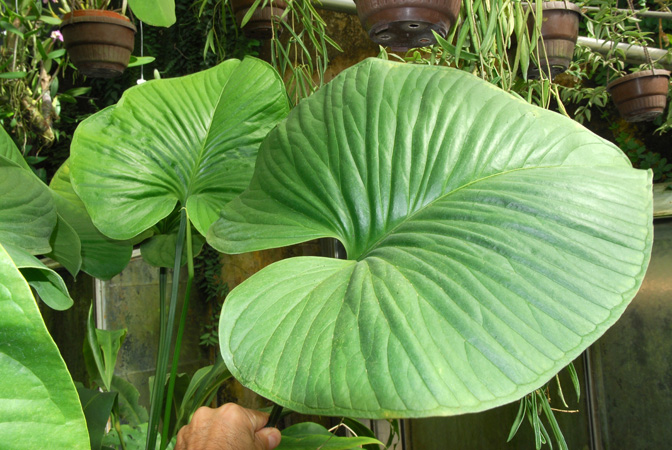 Pictured in the Botanischer Garten der Universitat Göttingen (Germany) Image Copyright © 2011 by David Scherberich