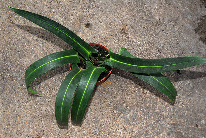 Pictured at the Botanischer Garten Wilhelma (Stuttgart, Germany) Image Copyright © 2013 by David Scherberich