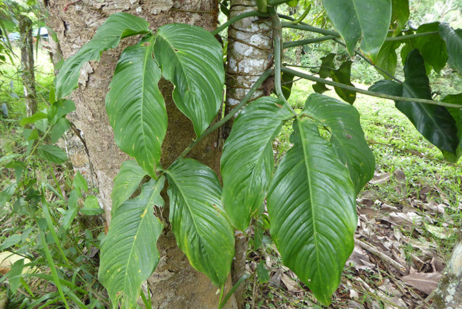 文件:Philotripartitum 01.jpg