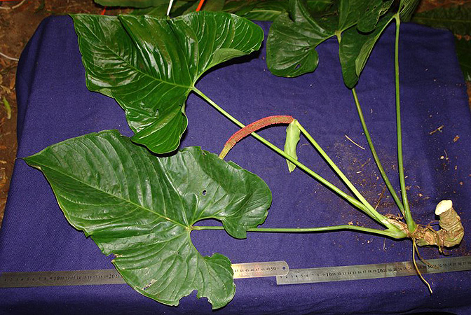 SL638, pictured in Panama Image Copyright © 2011 by Lars Nauheimer