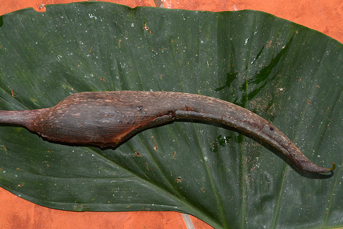 Croat 105910 pictured in Yasuni National Park, Orellana/Ecuador Image Copyright © 2015 by David Scherberich
