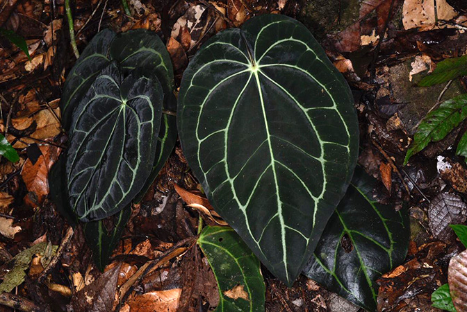 Pictured in Panama Image Copyright © 2020 by Fred Muller