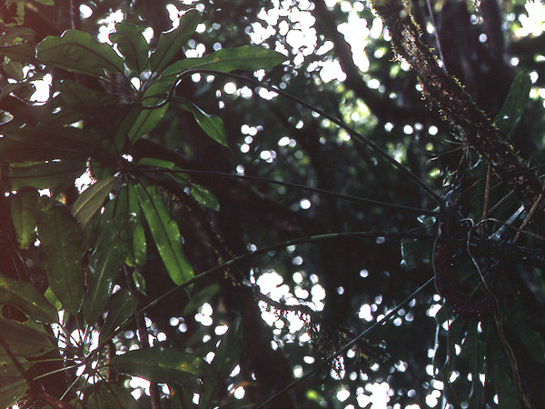 Pictured in French Guiana: Kaw Image Copyright © 2006 by David Scherberich