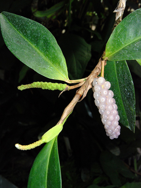 文件:Anthscandens020512 01.jpg