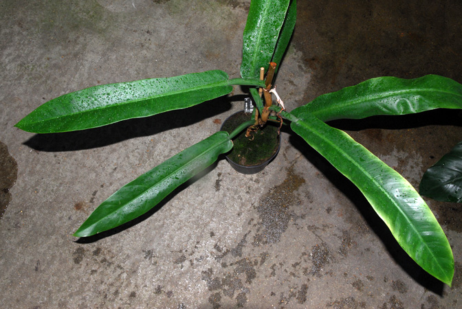 Leppard 1396 from Colombia, pictured in Royal Botanic Gardens, Kew Image Copyright © 2012 by David Scherberich