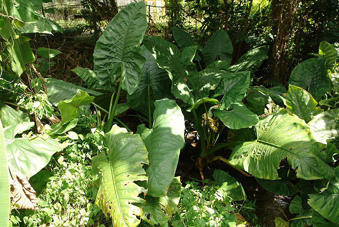 Pictured in Peninsular Malaysia Image Copyright © 2011 by Lars Nauheimer
