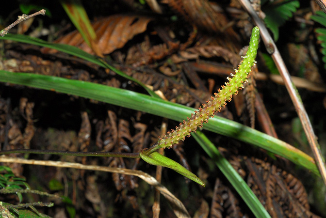 Pictured in Caquetá, Colombia Image Copyright © 2013 by David Scherberich