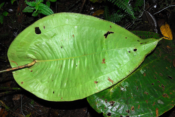 Pictured in Esmeraldas, Ecuador Image Copyright © 2013 by David Scherberich
