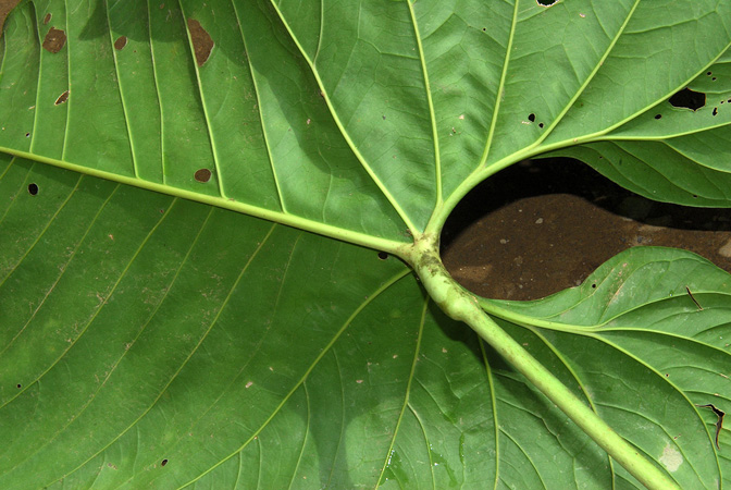 Croat 104199, pictured in Carchi, Ecuador Image Copyright © 2013 by David Scherberich