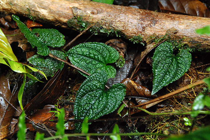 Pictured in La Selva, Costa Rica Image Copyright © 2016 by Patrick Blanc