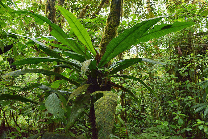 Pictured in Esmeraldas, Ecuador Image Copyright © 2021 by David Scherberich