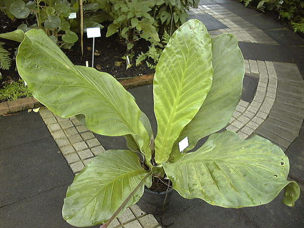 Pictured at the Jardin Botanique du Montet (Nancy, France) Image Copyright © 2009 by David Scherberich