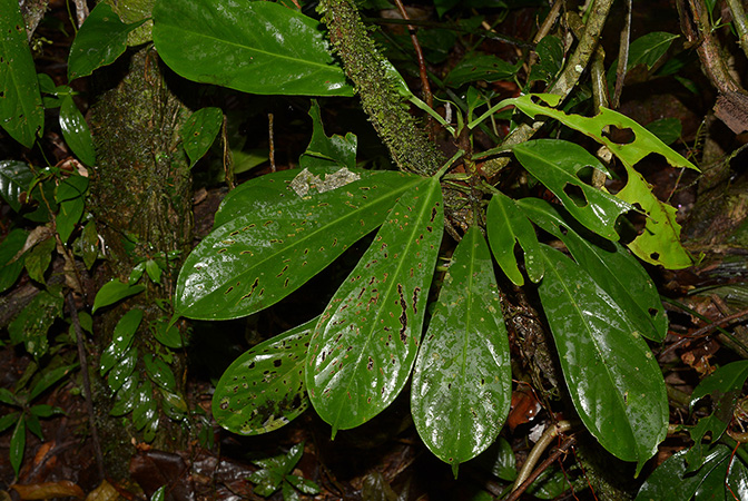 Pictured in Puerto Morona (Morona-Santiago, Ecuador) Image Copyright © 2015 by David Scherberich