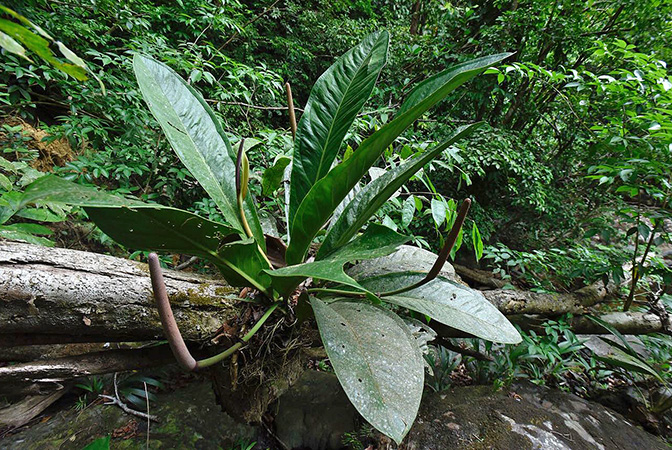 Pictured in Panama Image Copyright © 2019 by Fred Muller