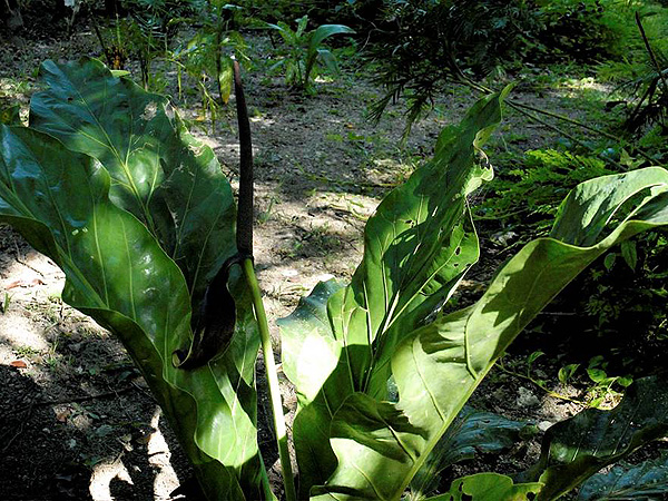 文件:Anthschlechtendalii 01.jpg