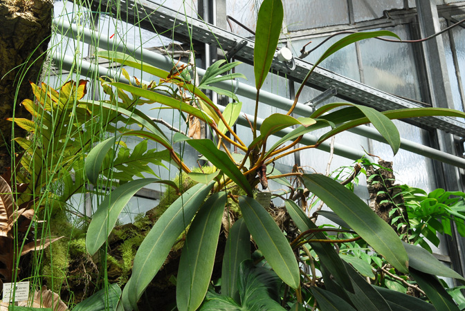 Pictured at the Jardin Botanique du Montet (Nancy, France) Image Copyright © 2014 by David Scherberich
