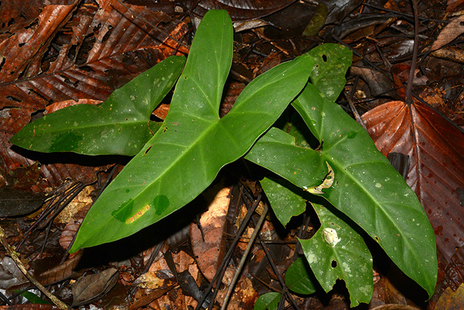 Croat 105892 pictured in Yasuni National Park, Orellana/Ecuador Image Copyright © 2015 by David Scherberich
