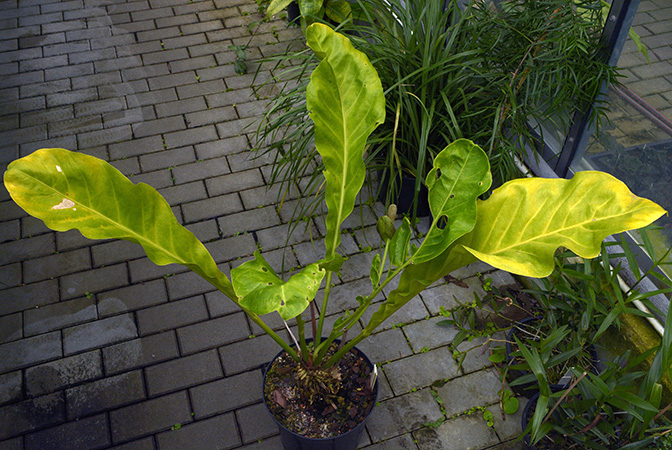 Pictured in Prague Botanic Garden Image Copyright © 2017 by David Scherberich