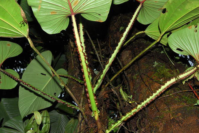 Pictured in Esmeraldas, Ecuador Image Copyright © 2013 by David Scherberich