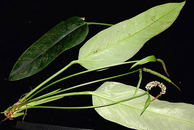 SL402, pictured in Panama Image Copyright © 2011 by Lars Nauheimer