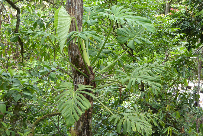 Pictured in Santa Fe, Panama Image Copyright © 2016 by Bruce Dunstan
