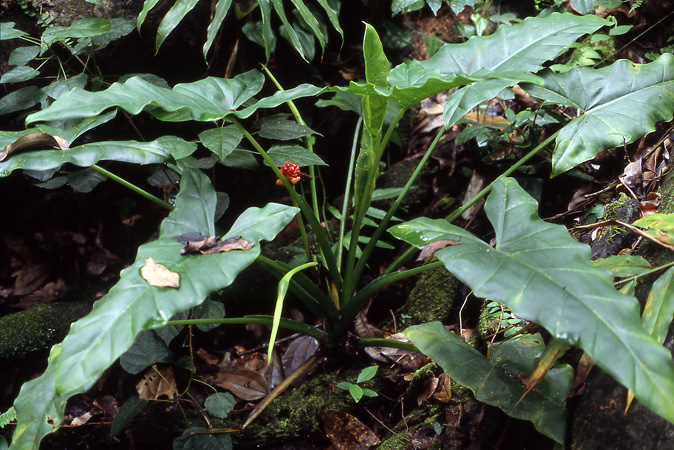 Pictured in Papua Image Copyright © 2005 by Frederic Danet