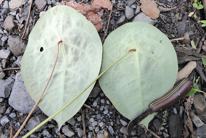 Pictured in Santander, Colombia Image Copyright © 2015 by Bruce Dunstan