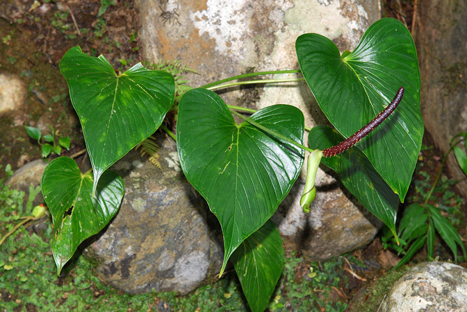 文件:AnthrivulareCroat104063 05.jpg