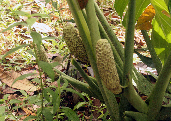 Pictured near Golfito, Costa Rica Image Copyright © 2007 by Frieda Billiet