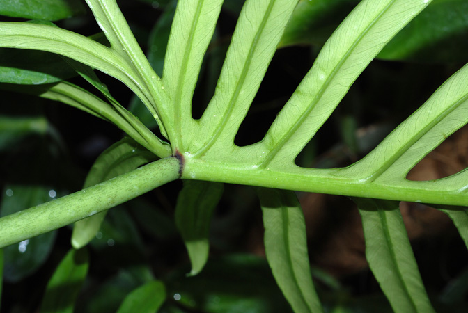 文件:PhiloelegansBD 08.jpg