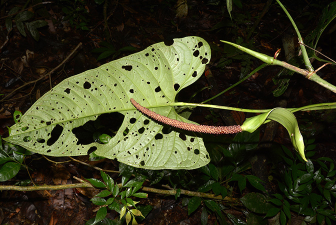 文件:AnthbreviscapumCroat 10.jpg