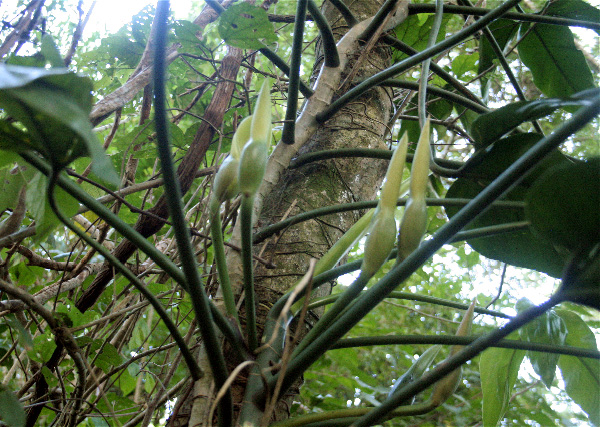 Pictured at about 1400m in Monteverde, Costa Rica Image Copyright © 2007 by Frieda Billiet