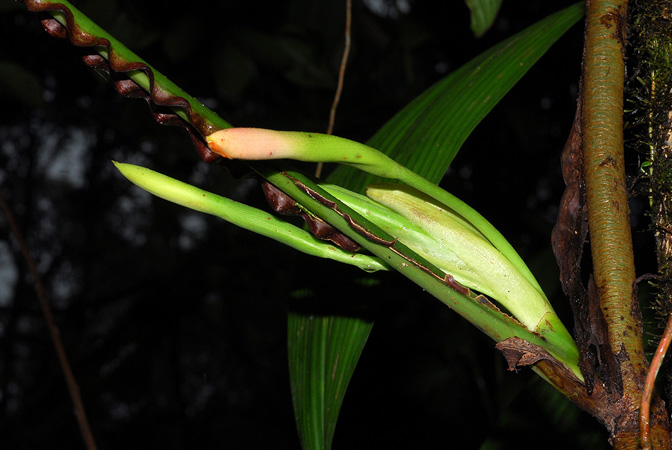 Pictured in Esmeraldas, Ecuador Image Copyright © 2013 by David Scherberich