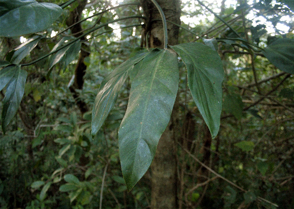 Pictured at about 1400m in Monteverde, Costa Rica Image Copyright © 2007 by Frieda Billiet