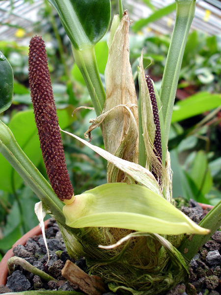 文件:Anthfasciale 01.jpg