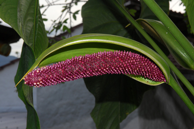 Pictured at the Jardín Botánico San Jorge (Ibagué, Colombia) Image Copyright © 2013 by David Scherberich
