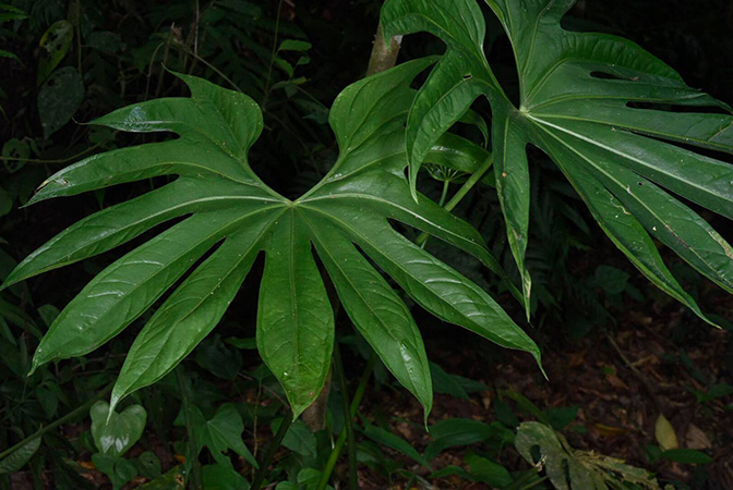 Pictured in Chiapas, Mexico Image Copyright © 2019 by Fred Muller