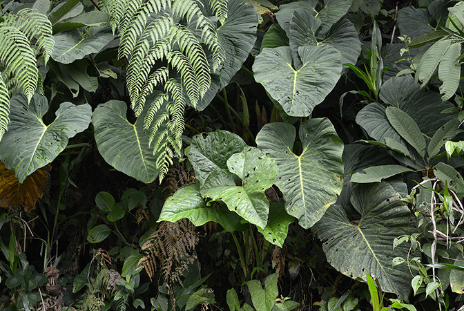 文件:Philopseudoverrucosum 05.jpg