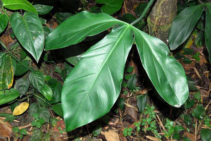 Pictured at the Jardín Botánico San Jorge (Ibagué, Colombia) Image Copyright © 2013 by David Scherberich