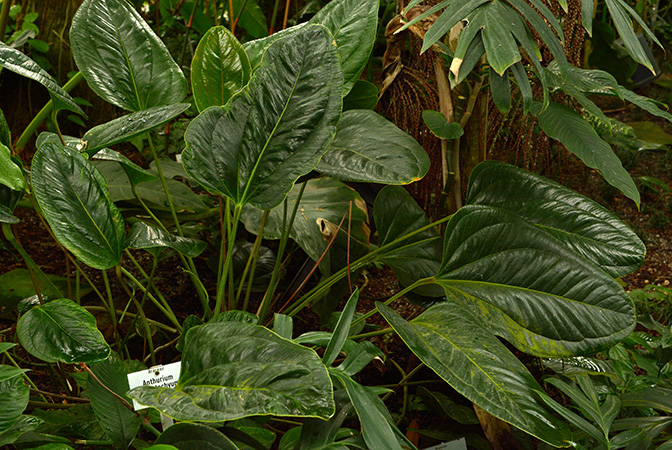 As Anthurium rhodostachyum, pictured in the Botanischer Garten München (Germany) Image Copyright © 2016 by David Scherberich