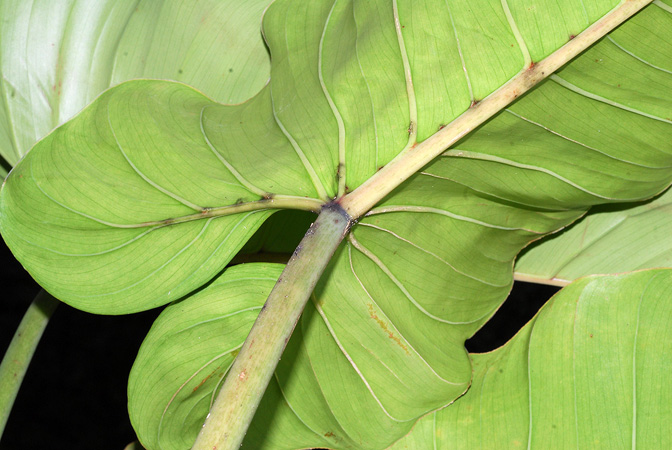 文件:PhilosubhastatumCroat 04.jpg