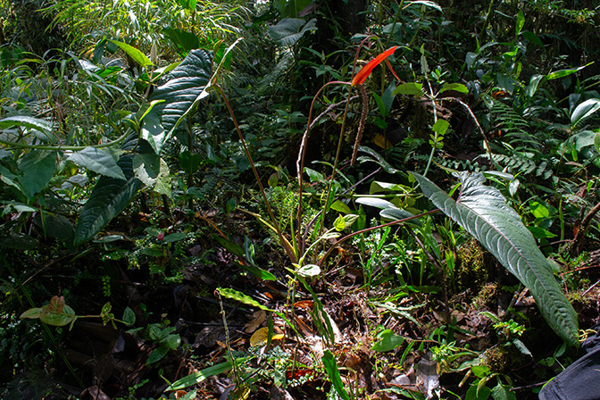 Pictured in Cosanga - Napo Province Image Copyright © 2024 by Ricardo Zambrano