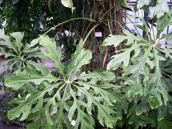 From Peru, pictured at the Jardin Botanique du Montet (Nancy, France) Image Copyright © 2005 by David Scherberich