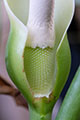 Image Copyright © 2020 by Siddharth Naveenachandran