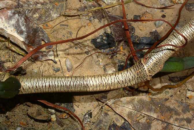 Croat 105700 pictured in the Cordillera de Cutucu, Morona Santiago (Ecuador) Image Copyright © 2015 by David Scherberich