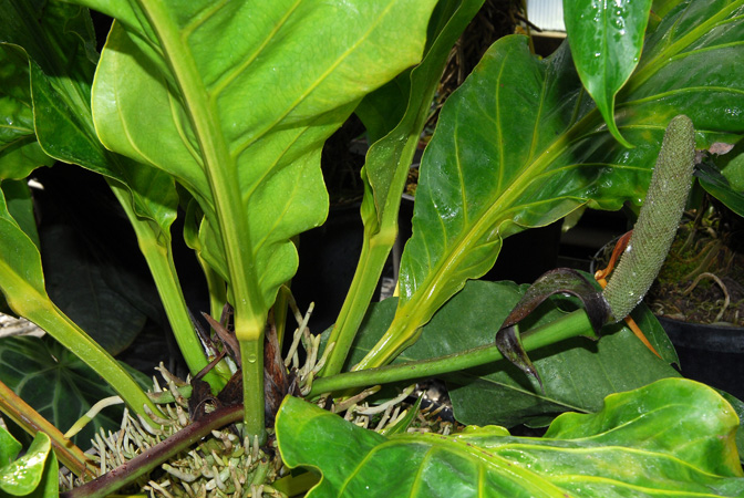 Pictured in the Botanischer Garten der Philipps-Universität Marburg (Germany) Image Copyright © 2011 by David Scherberich