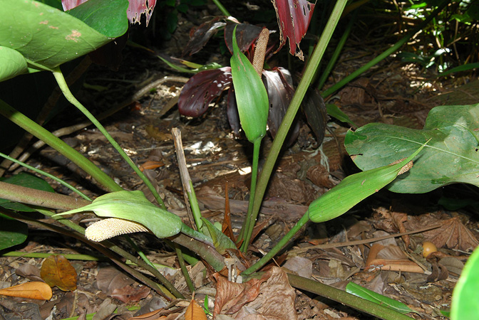 Pictured at the Fairchild Tropical Botanic Garden Image Copyright © 2012 by David Scherberich