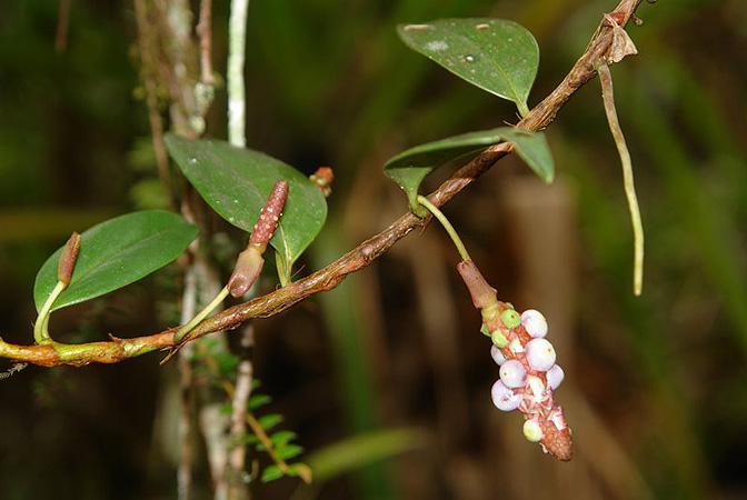 Pictured in Panama Image Copyright © 2011 by Lars Nauheimer