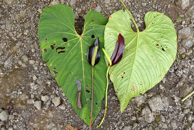 Pictured in Nutibara, Antioquia (Colombia) Image Copyright © 2015 by Bruce Dunstan
