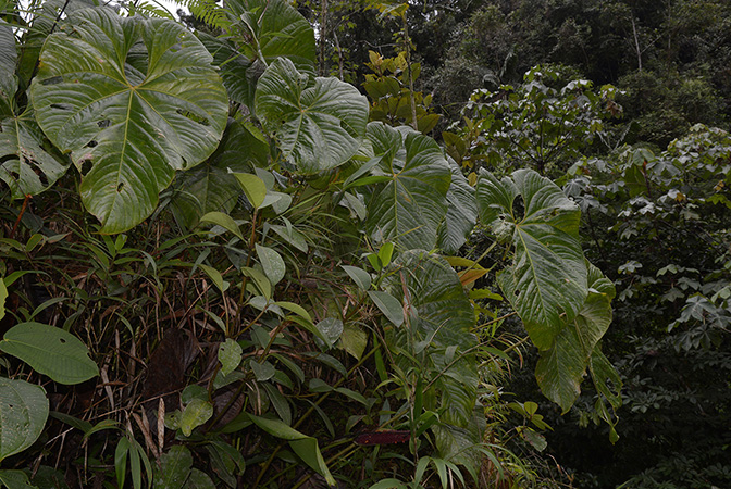 Pictured in Tungurahua, Ecuador Image Copyright © 2015 by David Scherberich